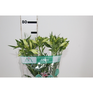 ALSTROEMERIA AKEMI 080 CM