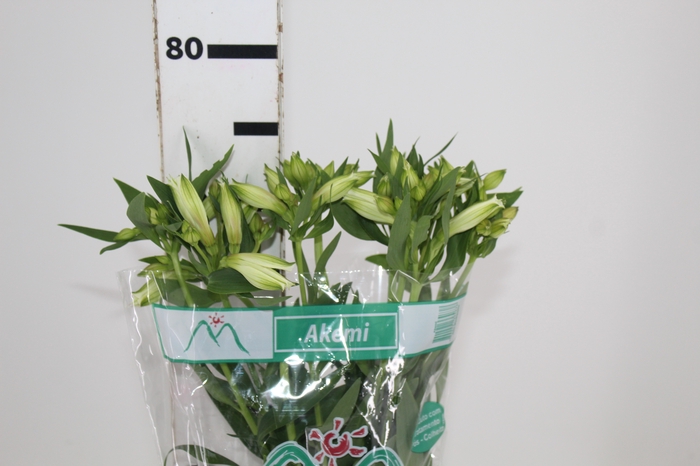 <h4>ALSTROEMERIA AKEMI 080 CM</h4>