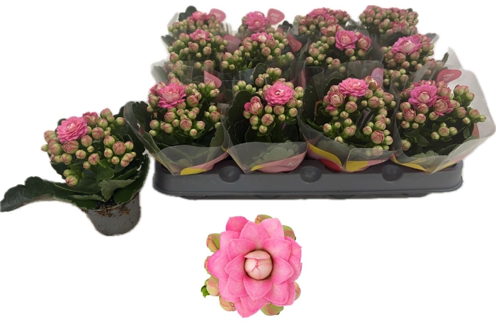 <h4>KAL GE MF ADELAIDE</h4>