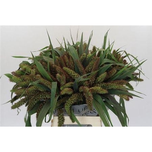 Siergras Setaria It Red Jewel