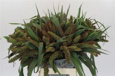 <h4>Siergras Setaria It Red Jewel</h4>