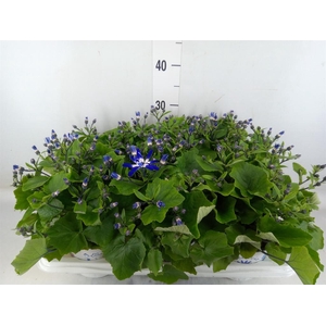 Pericallis cr. 'Senetti Magenta Bi'