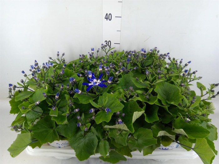 <h4>Pericallis cr. 'Senetti Magenta Bi'</h4>