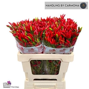 Capsicum Red Fire