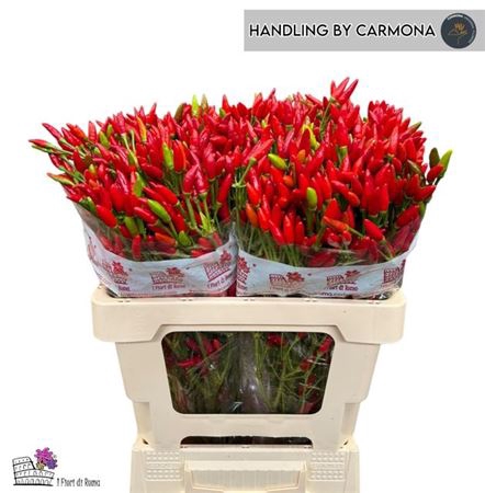 <h4>Capsicum Red Fire</h4>