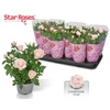 !! PROMO !! ROSA CHAMPAGNE/PINK x12