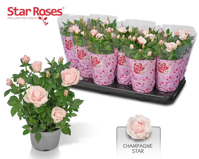 !! PROMO !! ROSA CHAMPAGNE/PINK x12
