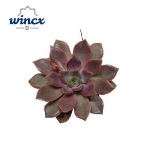 Echeveria Mina Cutflower Wincx-8cm