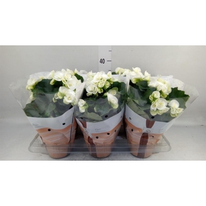 Begonia elat. HL 'Clara'