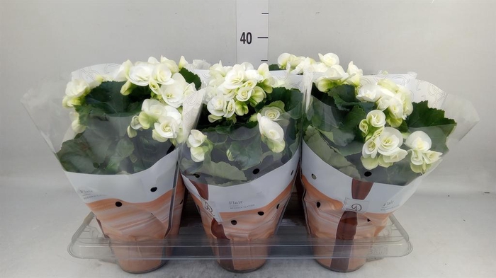 <h4>Begonia elat. HL 'Clara'</h4>