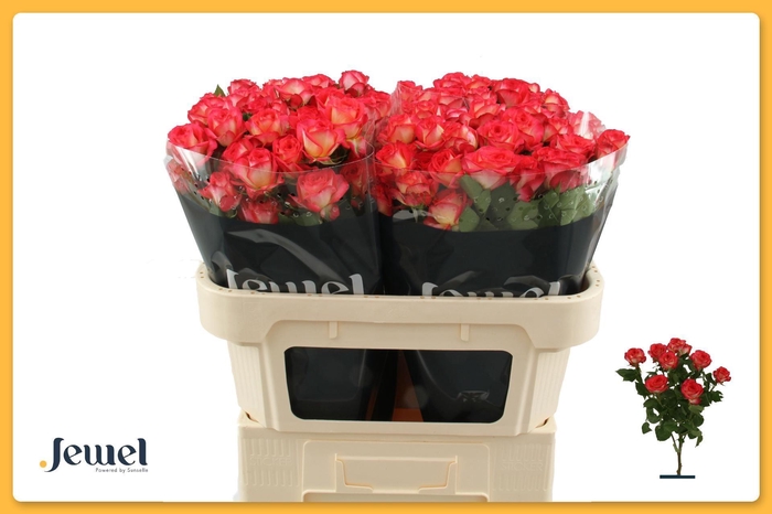 <h4>ROSA TR 'SUMMER DANCE'</h4>