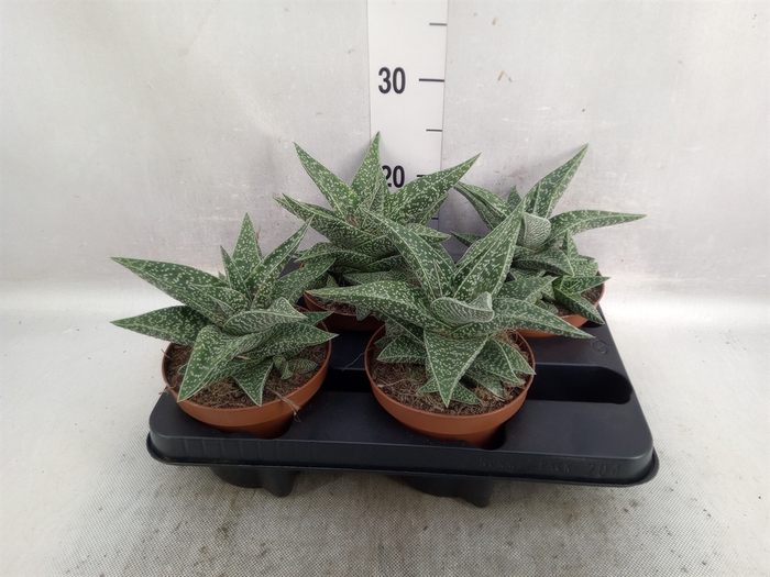 xGasteraloe  'Aveo'