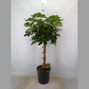 Schefflera arbor. 'Compacta'