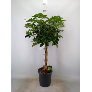 Schefflera arbor. 'Compacta'