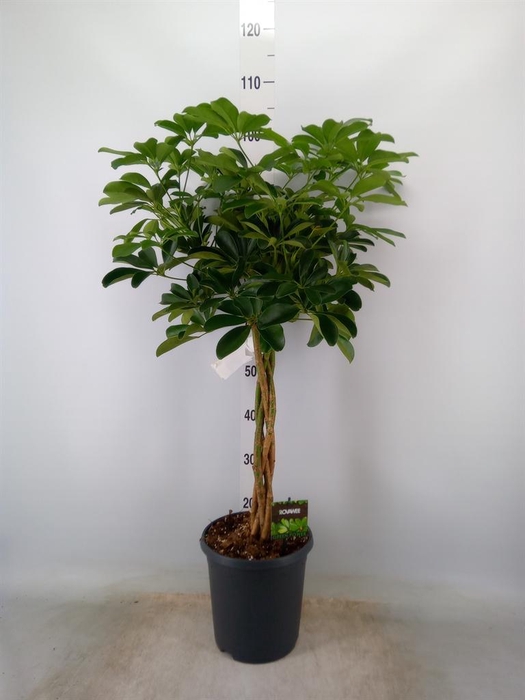 <h4>Schefflera arbor. 'Compacta'</h4>