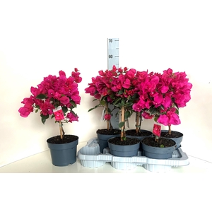 BOUGAINV ELISABETH