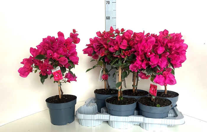 <h4>BOUGAINV ELISABETH</h4>