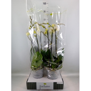 Phalaenopsis   ...white