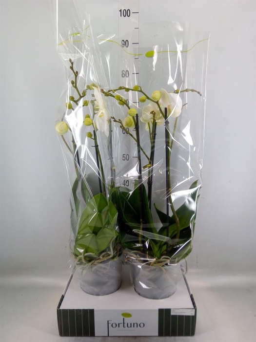<h4>Phalaenopsis   ...white</h4>