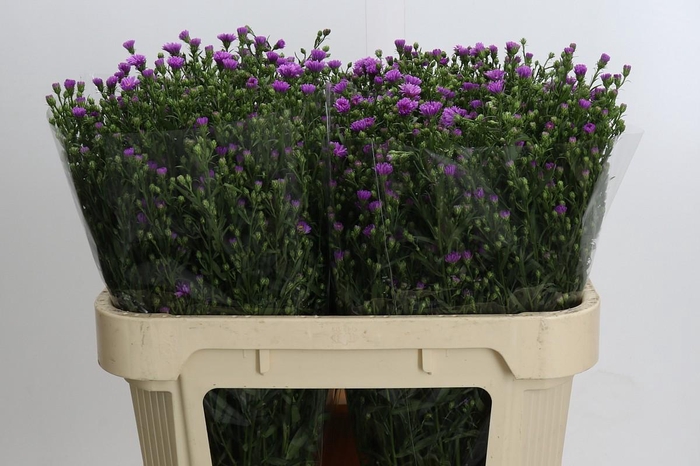 <h4>Aster Casarosa</h4>