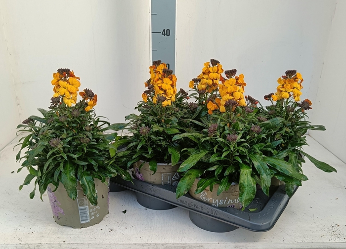 <h4>ERYS LINIFOLIUM</h4>