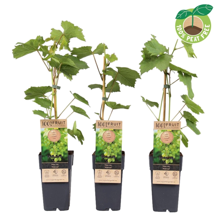 <h4>Vitis Himrod</h4>
