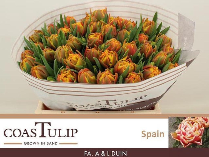 <h4>Tulipa do spain</h4>