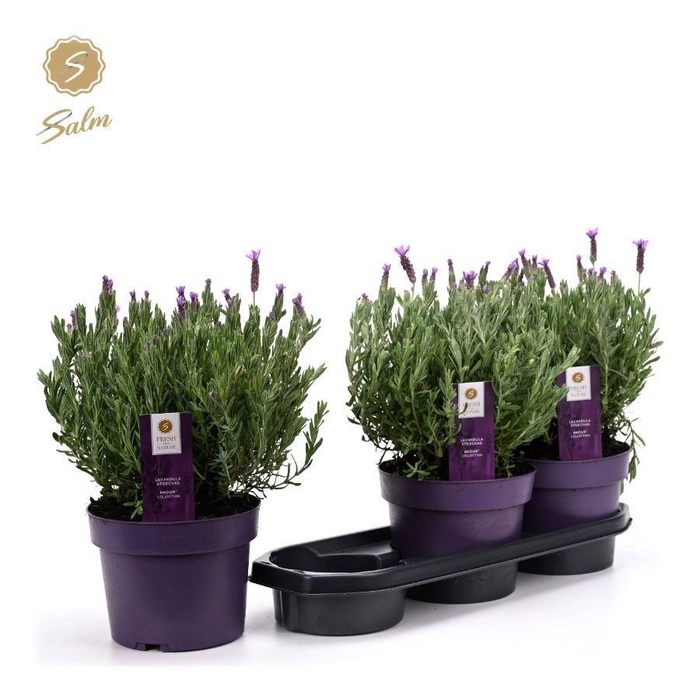 <h4>LAVAN S ANOUK</h4>