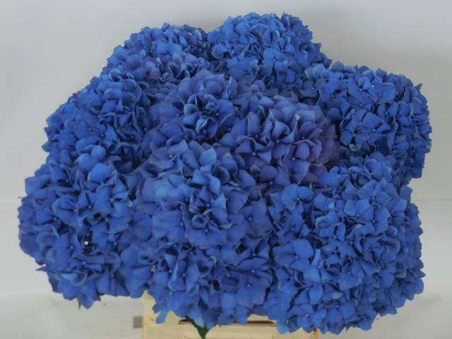 <h4>HYDR M CH PIMPERNEL</h4>