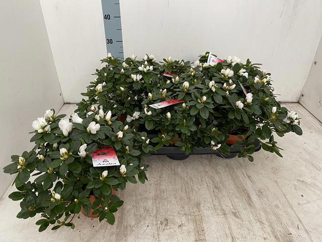 <h4>RHODO SI WITTE VOGEL</h4>