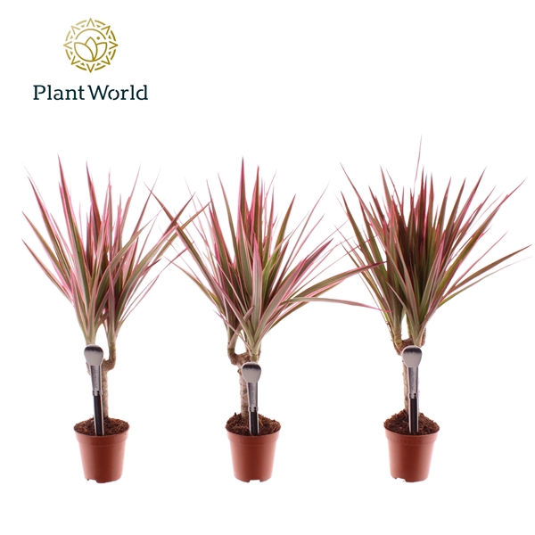 <h4>Dracaena Tiny Make-Upz Pink</h4>