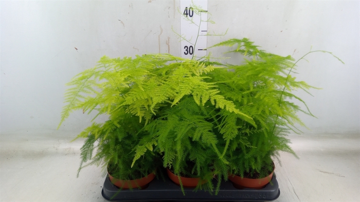 <h4>Asparagus setaceus</h4>