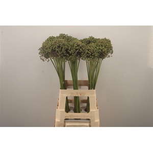 Allium Zaadbollen
