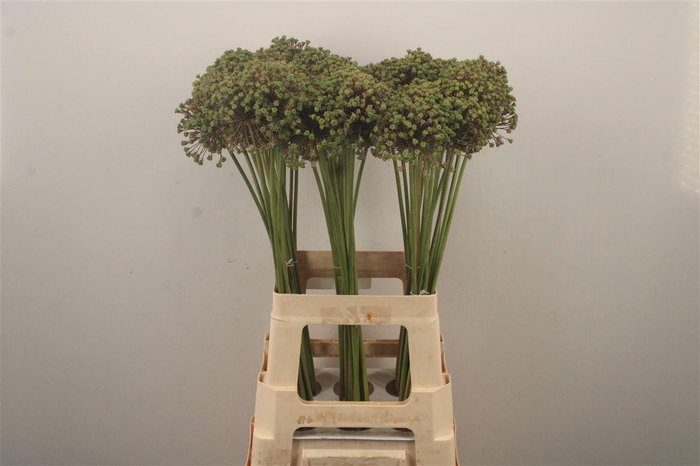 <h4>Allium Zaadbollen</h4>