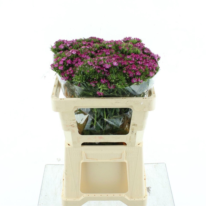 <h4>DI BARB AM ROSE</h4>