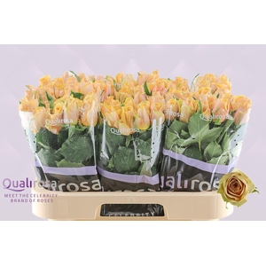 R Gr Golden Mustard