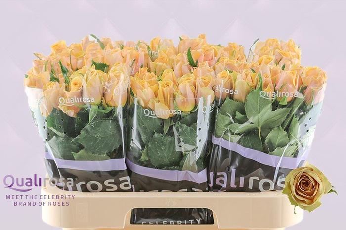 <h4>R Gr Golden Mustard</h4>