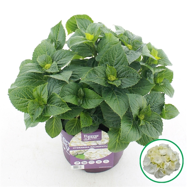 <h4>Hydrangea macr. Forever & Ever® Wit C5 (23cm.) Kn.</h4>