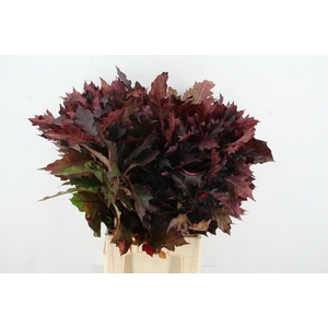 QUERC RUBRA ROOD OPGETROKKEN