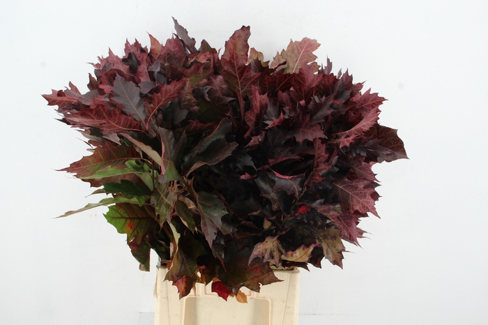 <h4>QUERC RUBRA ROOD OPGETROKKEN</h4>