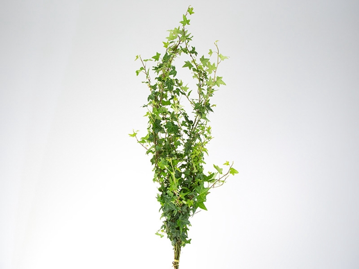 <h4>FOLHAGEM HERA ESTRELA</h4>