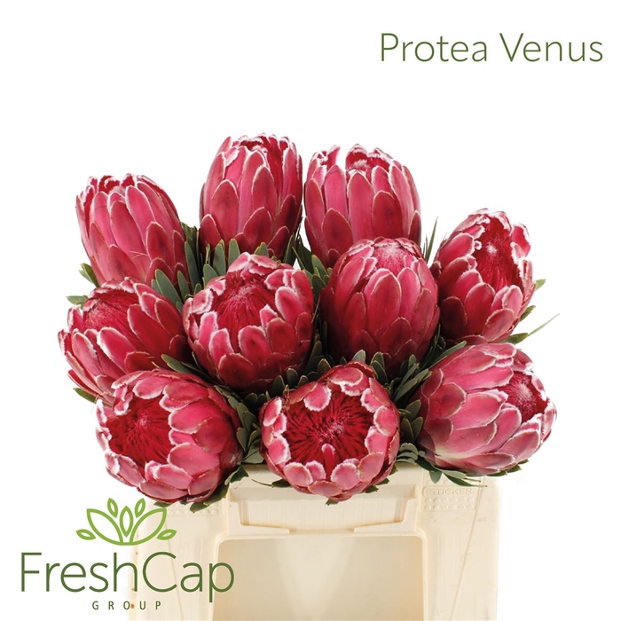 <h4>Protea Venus</h4>