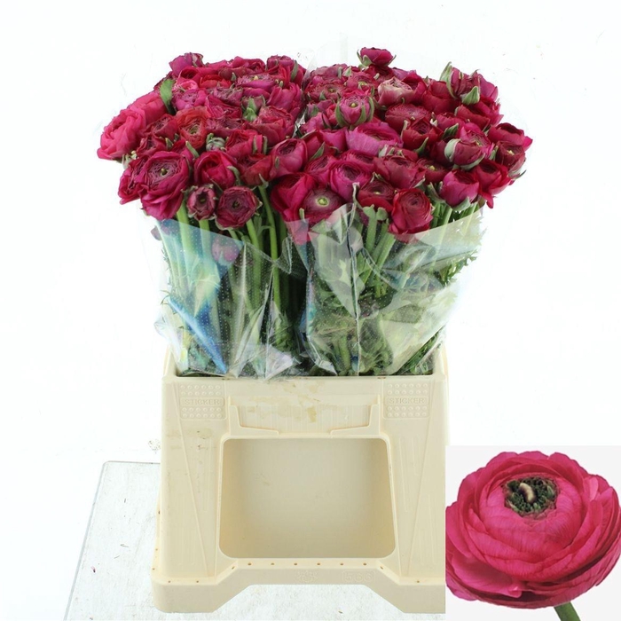 <h4>RAN EL HOT PINK</h4>