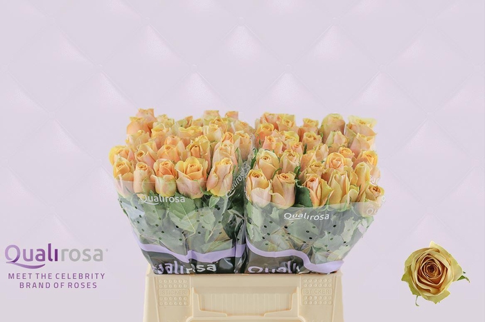 <h4>R Gr Golden Mustard</h4>