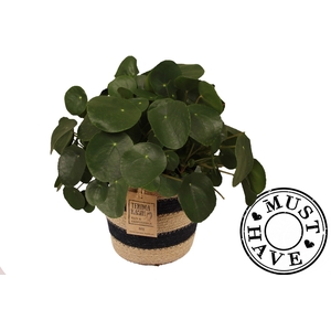 Pilea Peperomiodes in jutte mand ''must have''