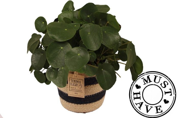 <h4>Pilea Peperomiodes in jutte mand ''must have''</h4>