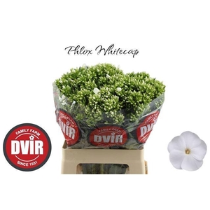 Phlox P Whitecap