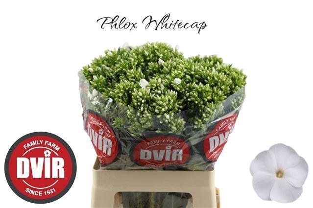 <h4>PHLOX P WHITECAP</h4>