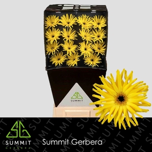 Gerbera Pasta Nicosia Diamond