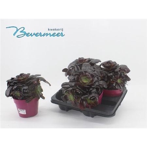 Aeonium Ab Velours